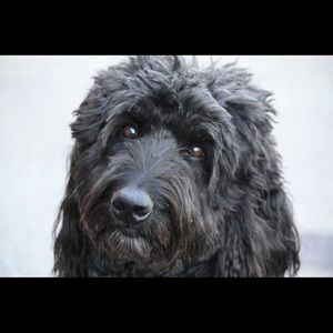 Meet your Posher, Ann